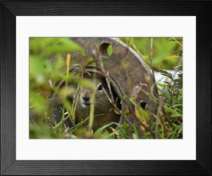 Framed Print : Arctic ground squirrel (Spermophilus parryii) hides in a tube and looks curiously into the camera, Alaska Framed Print : Arctic ground squirrel (Spermophilus parryii) hides in a tube and looks curiously into the camera, Alaska