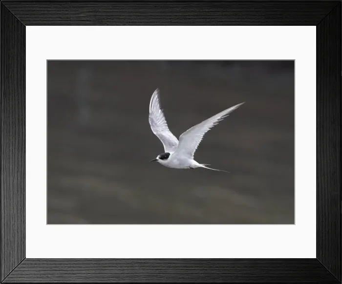 Framed Print : Arctic tern (Sterna paradisaea)