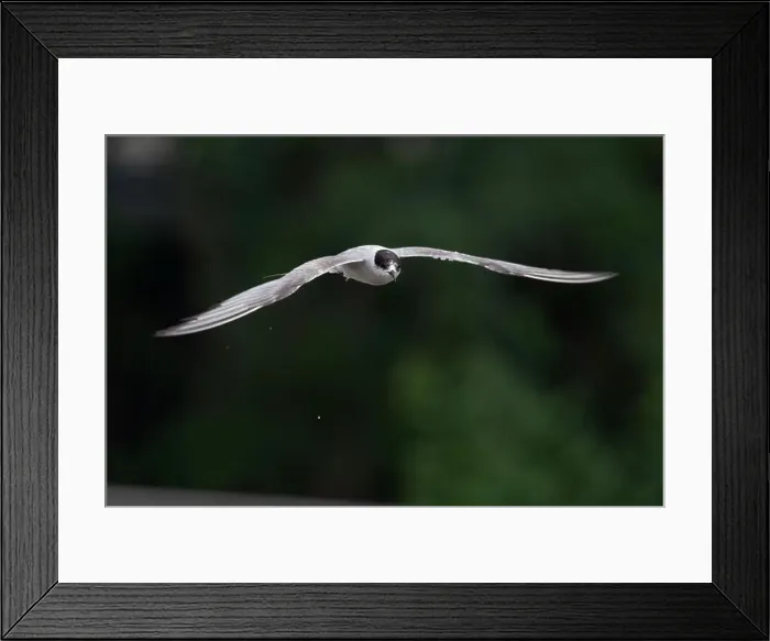 Framed Print : Arctic tern (Sterna paradisaea)