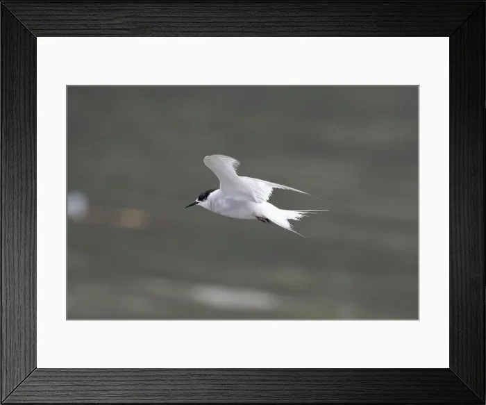 Framed Print : Arctic tern (Sterna paradisaea)