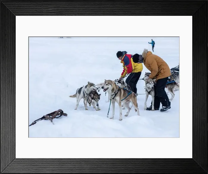 Framed Print : Donovaly, Slovakia - 28 January, 2023 : Dog sled with mushers during freezing winter. High quality photo Framed Print : Donovaly, Slovakia - 28 January, 2023 : Dog sled with mushers during freezing winter. High quality photo