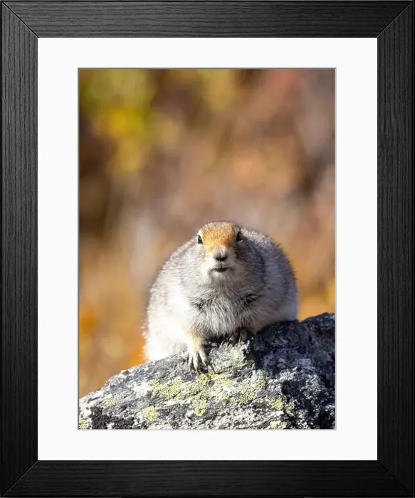 Framed Print : Cute Arctic ground Squirrel in Denali National Park Alaska in Autumn