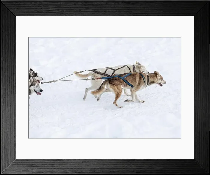 Framed Print : Donovaly, Slovakia - 28 January, 2023 : Dog sled running during freezing winter. High quality photo Framed Print : Donovaly, Slovakia - 28 January, 2023 : Dog sled running during freezing winter. High quality photo