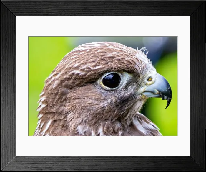 Framed Print : Gyrfalcon feeds on birds and small mammals. Commonly found in Arctic and sub-Arctic regions Framed Print : Gyrfalcon feeds on birds and small mammals. Commonly found in Arctic and sub-Arctic regions