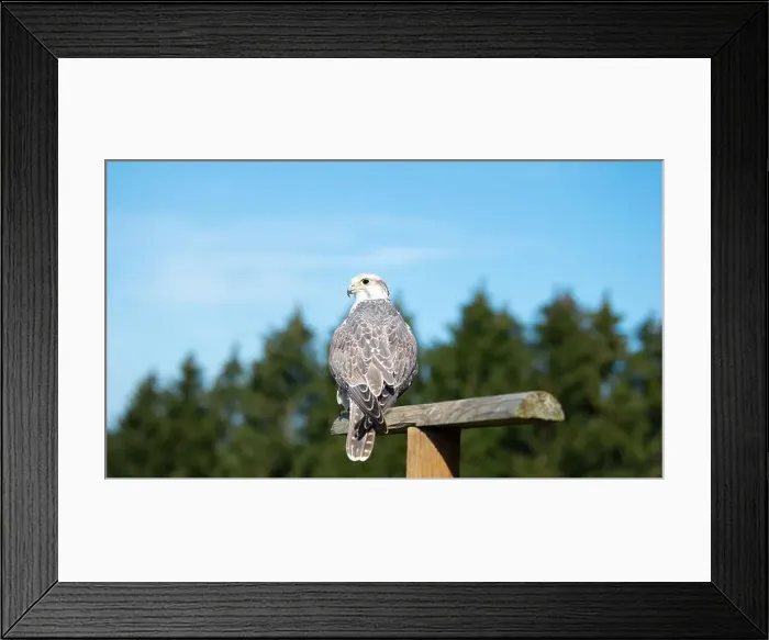 Framed Print : Gyrfalcon, wildlife, raptor bird of prey on a tree trunk, habitat, forest and meadow landscape, Falco rusticolus Framed Print : Gyrfalcon, wildlife, raptor bird of prey on a tree trunk, habitat, forest and meadow landscape, Falco rusticolus