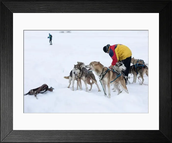 Framed Print : Donovaly, Slovakia - 28 January, 2023 : Dog sled with mushers during freezing winter. High quality photo Framed Print : Donovaly, Slovakia - 28 January, 2023 : Dog sled with mushers during freezing winter. High quality photo