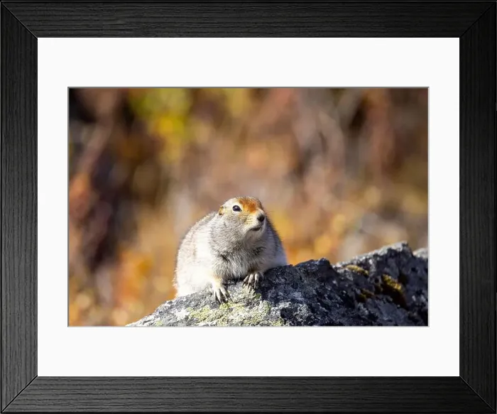 Framed Print : Cute Arctic ground Squirrel in Denali National Park Alaska in Autumn