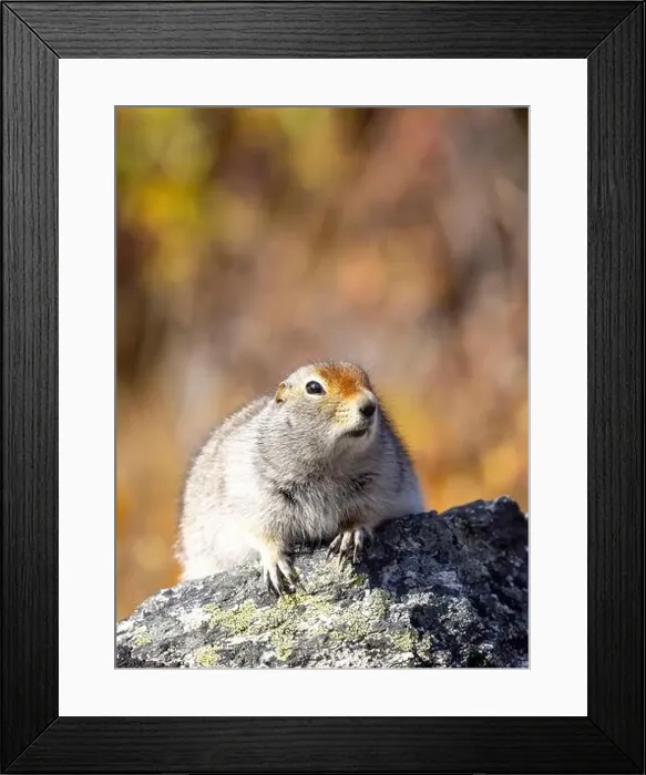 Framed Print : Cute Arctic ground Squirrel in Denali National Park Alaska in Autumn Framed Print : Cute Arctic ground Squirrel in Denali National Park Alaska in Autumn