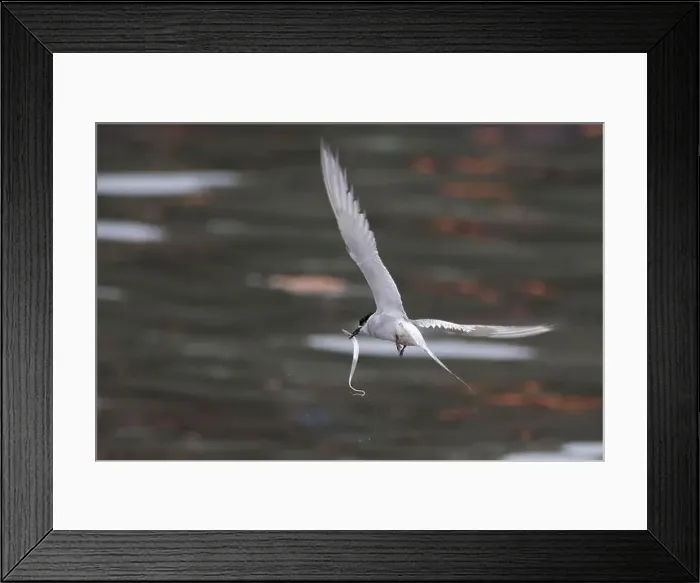 Framed Print : Arctic tern (Sterna paradisaea)