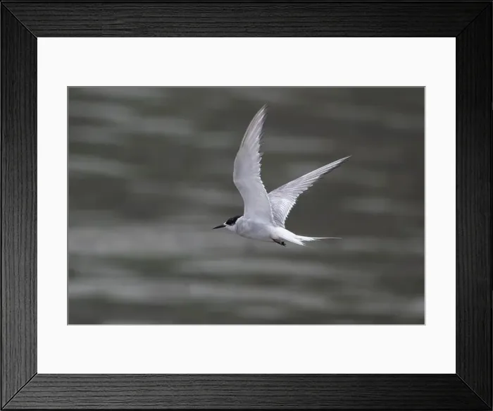 Framed Print : Arctic tern (Sterna paradisaea)