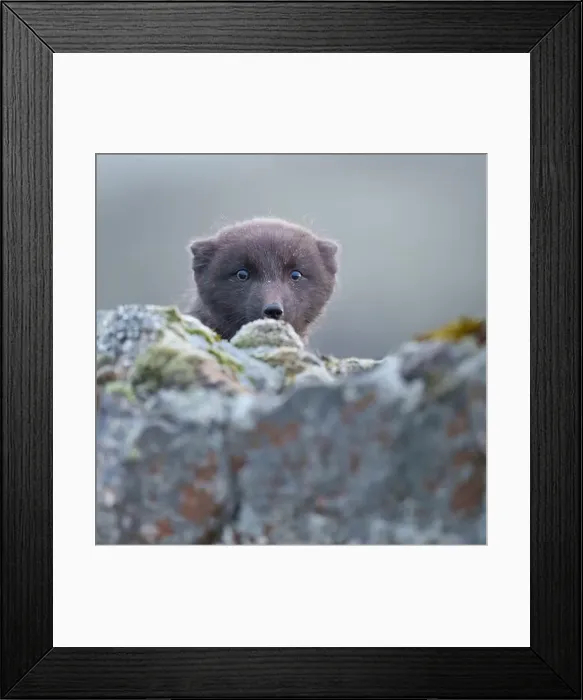 Framed Print : Arctic fox cub playing peek-a-boo hding behind rocks, Iceland Framed Print : Arctic fox cub playing peek-a-boo hding behind rocks, Iceland