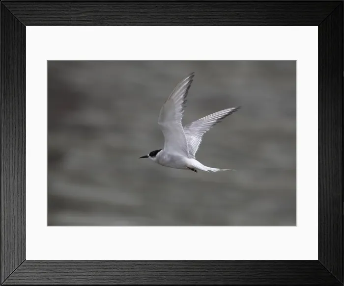 Framed Print : Arctic tern (Sterna paradisaea)