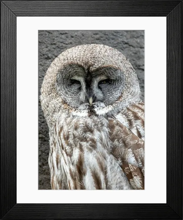 Framed Print : Great grey owl feeds on small mammals. Commonly found in the boreal forests of North America and Eurasia Framed Print : Great grey owl feeds on small mammals. Commonly found in the boreal forests of North America and Eurasia