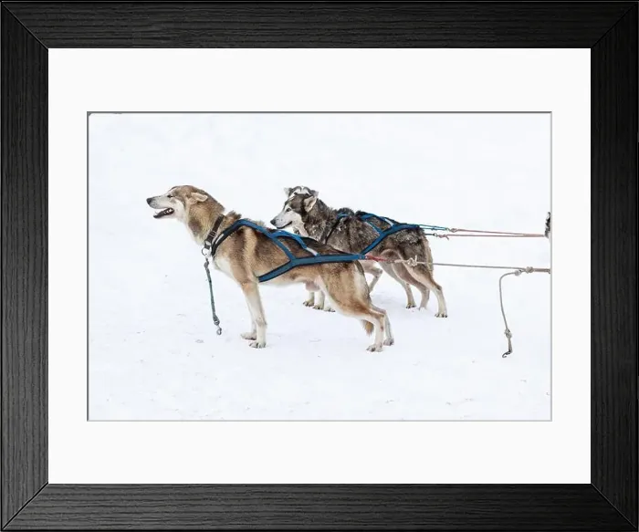 Framed Print : Donovaly, Slovakia - 28 January, 2023 : Dog sled during freezing winter. High quality photo Framed Print : Donovaly, Slovakia - 28 January, 2023 : Dog sled during freezing winter. High quality photo