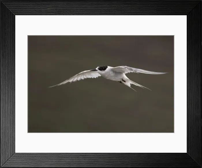 Framed Print : Arctic tern (Sterna paradisaea)