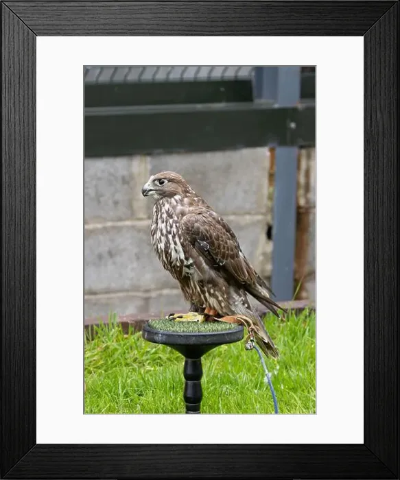 Framed Print : Gyrfalcon feeds on birds and small mammals. Commonly found in Arctic and sub-Arctic regions Framed Print : Gyrfalcon feeds on birds and small mammals. Commonly found in Arctic and sub-Arctic regions