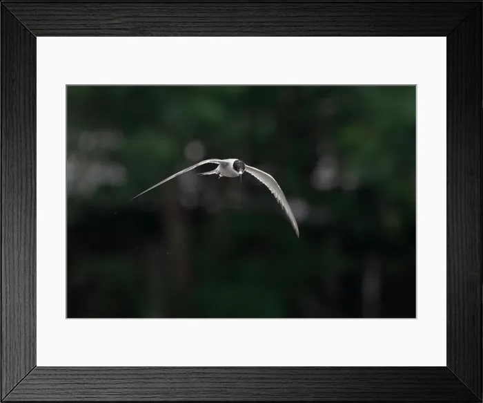 Framed Print : Arctic tern (Sterna paradisaea)