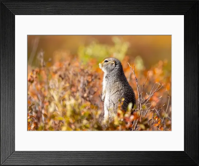 Framed Print : Cute Arctic ground Squirrel in Denali National Park Alaska in Autumn Framed Print : Cute Arctic ground Squirrel in Denali National Park Alaska in Autumn