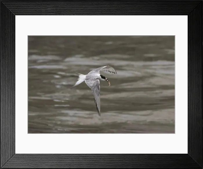 Framed Print : Arctic tern (Sterna paradisaea)