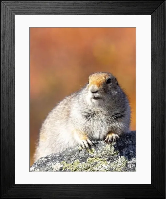 Framed Print : Cute Arctic ground Squirrel in Denali National Park Alaska in Autumn