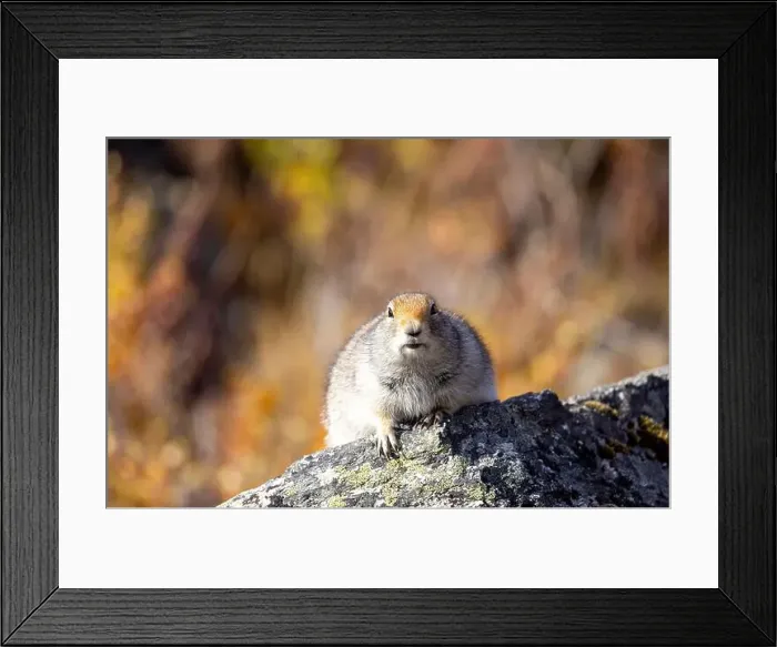Framed Print : Cute Arctic ground Squirrel in Denali National Park Alaska in Autumn Framed Print : Cute Arctic ground Squirrel in Denali National Park Alaska in Autumn