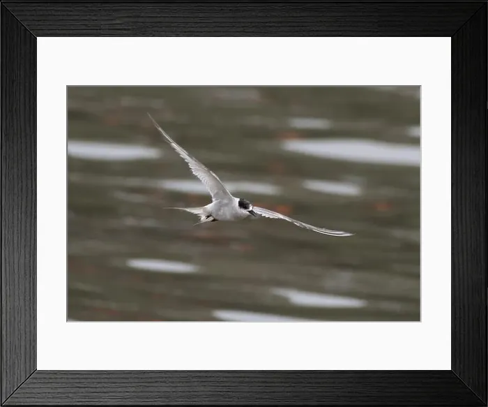 Framed Print : Arctic tern (Sterna paradisaea)
