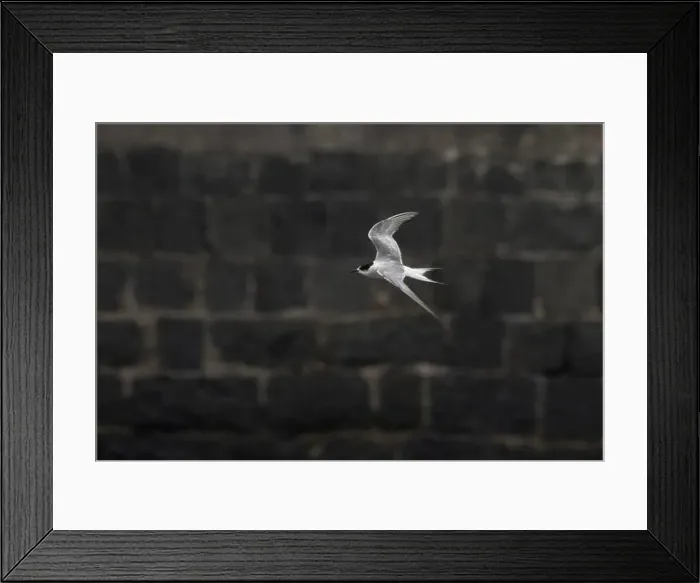 Framed Print : Arctic tern (Sterna paradisaea)