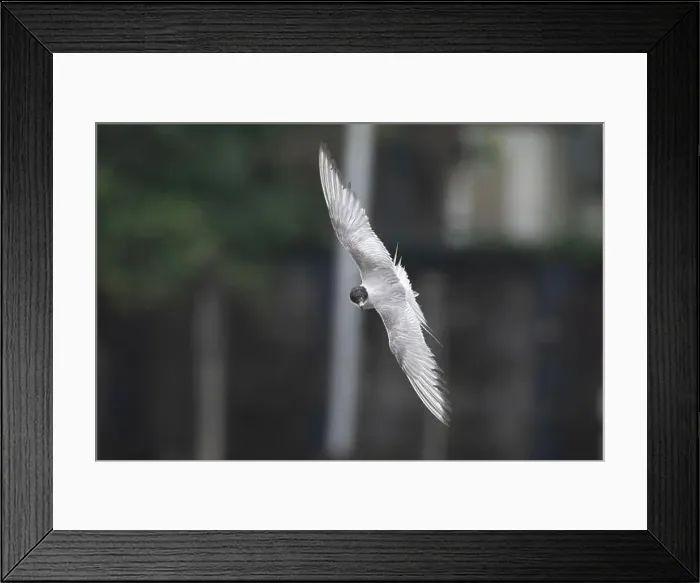 Framed Print : Arctic tern (Sterna paradisaea)