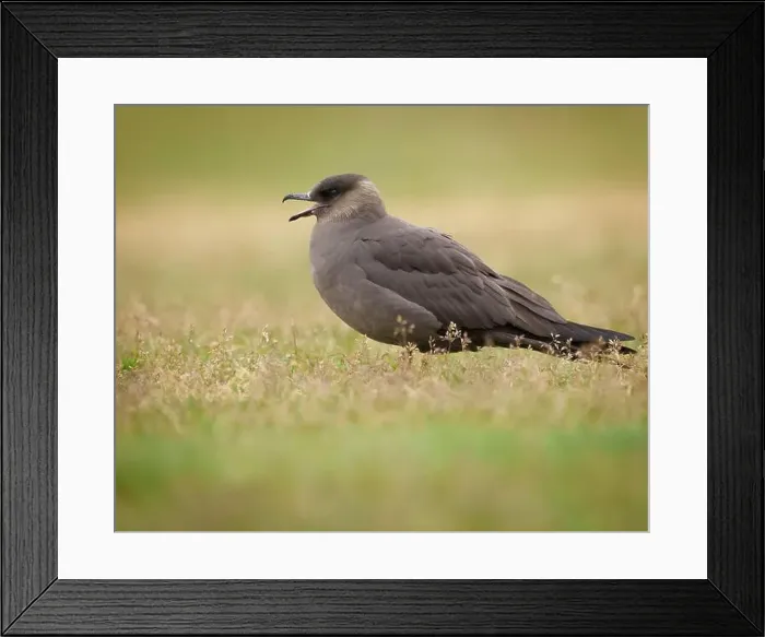 Framed Print : Arctic Skua sitting through rain shower on summer evening, Iceland, skua, parasitic Framed Print : Arctic Skua sitting through rain shower on summer evening, Iceland, skua, parasitic