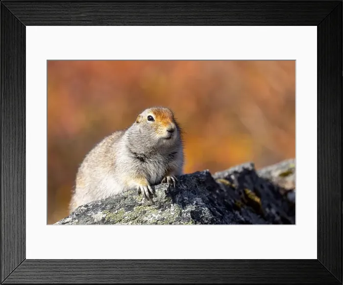 Framed Print : Cute Arctic ground Squirrel in Denali National Park Alaska in Autumn