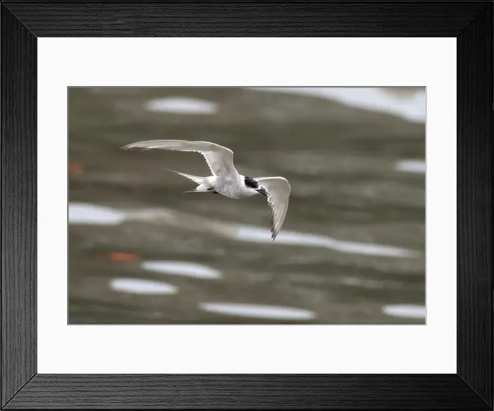 Framed Print : Arctic tern (Sterna paradisaea)