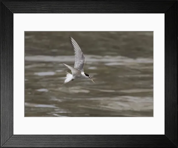 Framed Print : Arctic tern (Sterna paradisaea)