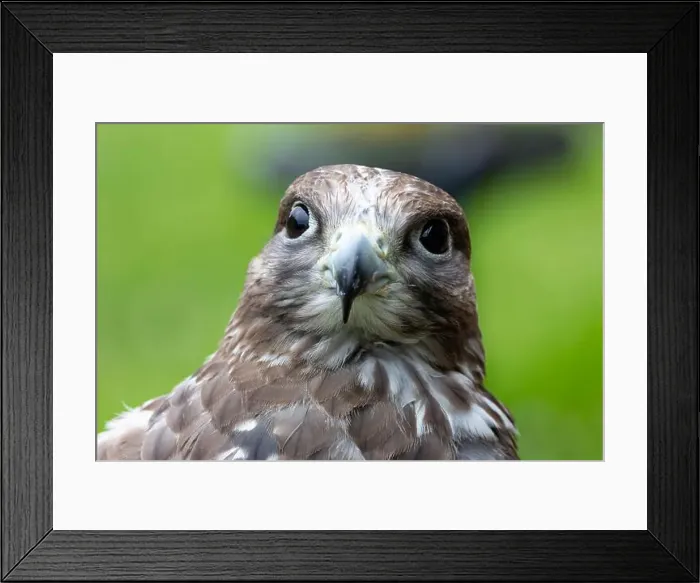 Framed Print : Gyrfalcon feeds on birds and small mammals. Commonly found in Arctic and sub-Arctic regions Framed Print : Gyrfalcon feeds on birds and small mammals. Commonly found in Arctic and sub-Arctic regions