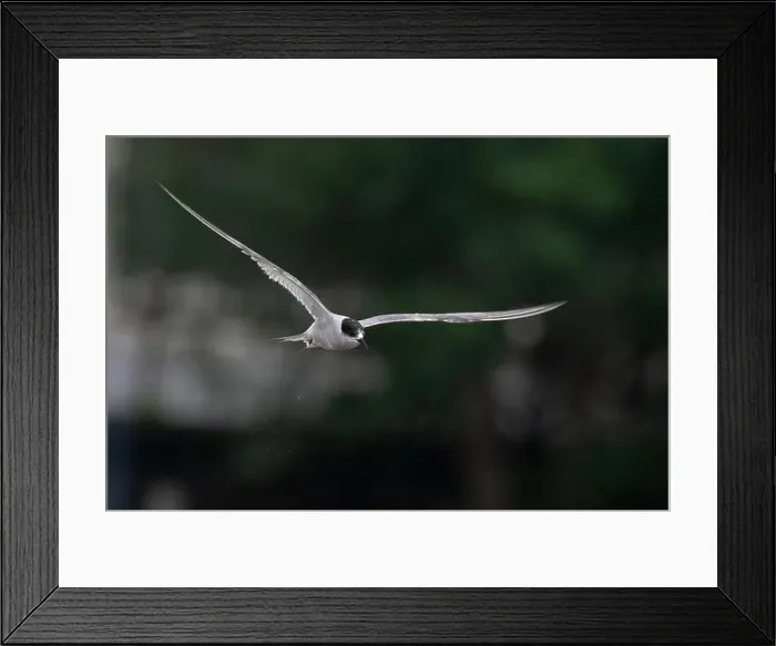 Framed Print : Arctic tern (Sterna paradisaea)