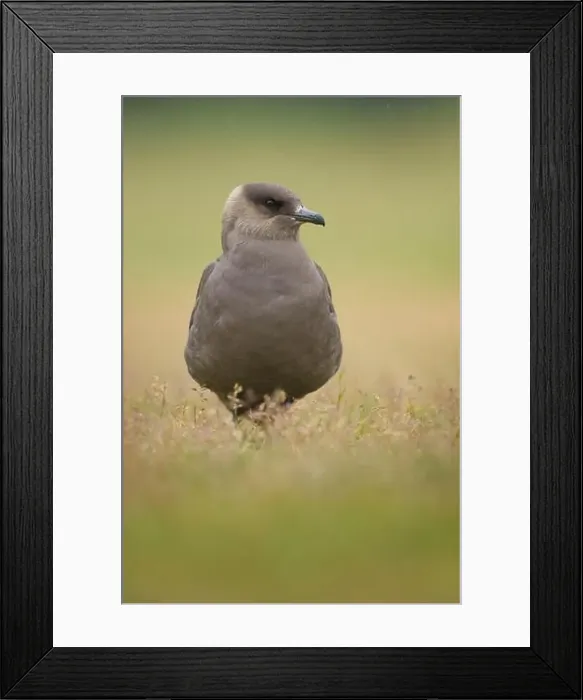 Framed Print : Arctic Skua sitting through rain shower on summer evening, Iceland, skua, parasitic Framed Print : Arctic Skua sitting through rain shower on summer evening, Iceland, skua, parasitic