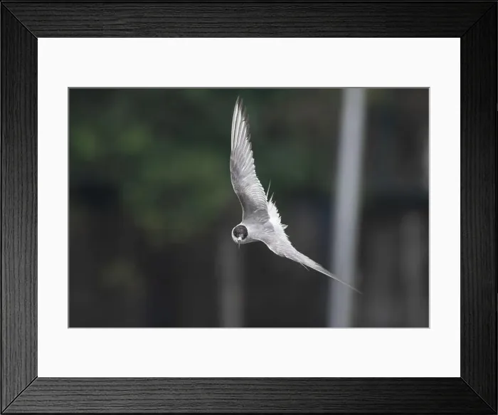 Framed Print : Arctic tern (Sterna paradisaea)