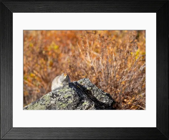 Framed Print : Cute Arctic ground Squirrel in Denali National Park Alaska in Autumn Framed Print : Cute Arctic ground Squirrel in Denali National Park Alaska in Autumn