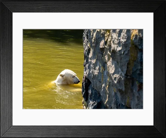 Framed Print : A polar bear is swimming in a body of water next to a large rock Framed Print : A polar bear is swimming in a body of water next to a large rock