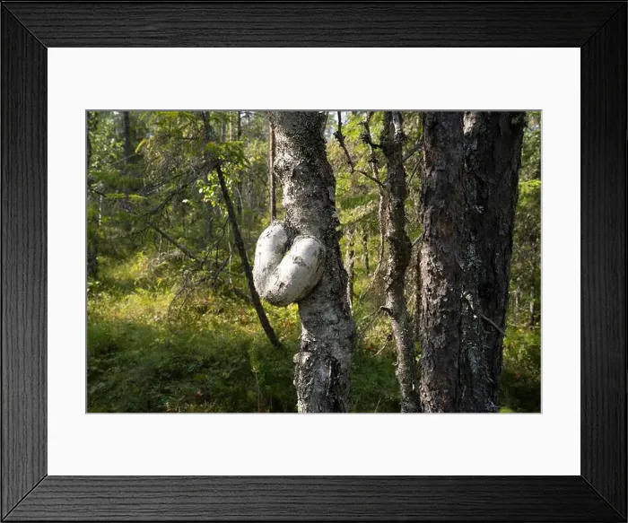Framed Print : Arctic Circle Hiking Area, lapland, Finland