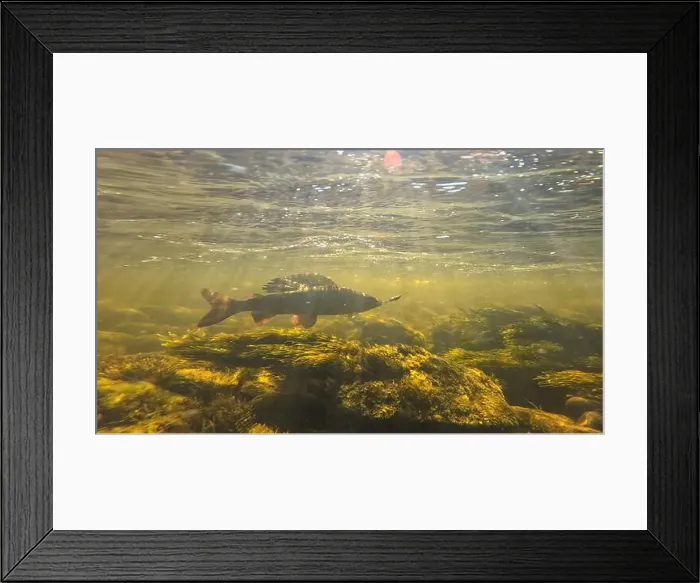 Framed Print : Grayling fighting underwater in shallow water Framed Print : Grayling fighting underwater in shallow water