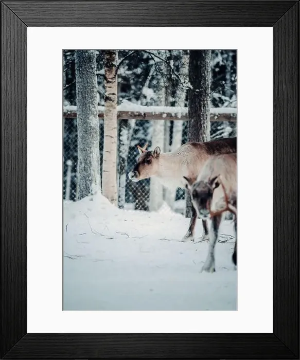 Framed Print : Reindeer in wildlife park in Ranua, Lapland Framed Print : Reindeer in wildlife park in Ranua, Lapland