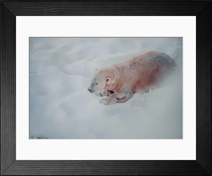 Framed Print : Polar bear lying in snow in wildlife park in Ranua, Lapland Framed Print : Polar bear lying in snow in wildlife park in Ranua, Lapland