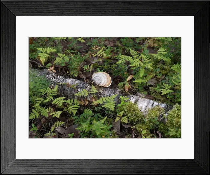Framed Print : Arctic Circle Hiking Area, lapland, Finland
