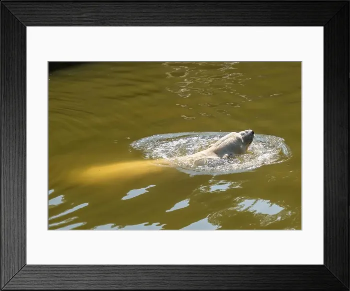 Framed Print : A polar bear is swimming in a green body of water. The water is murky and the bear is the only one in the scene Framed Print : A polar bear is swimming in a green body of water. The water is murky and the bear is the only one in the scene