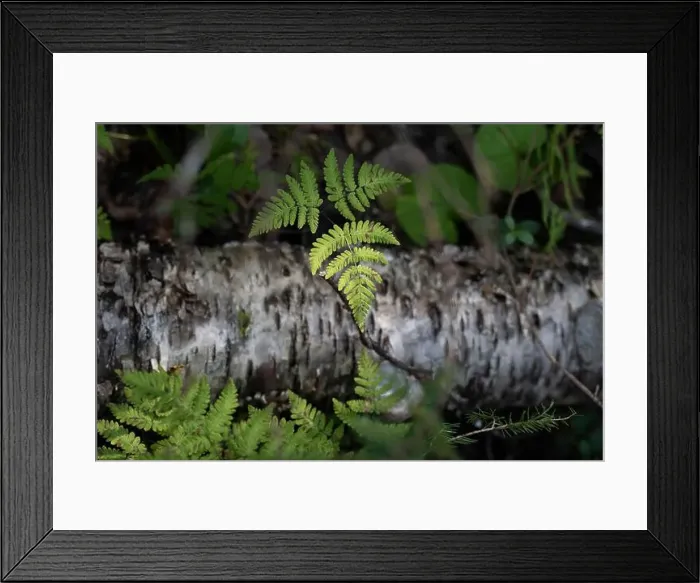 Framed Print : Arctic Circle Hiking Area, lapland, Finland