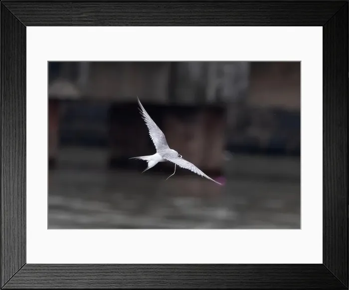 Framed Print : Arctic tern (Sterna paradisaea)