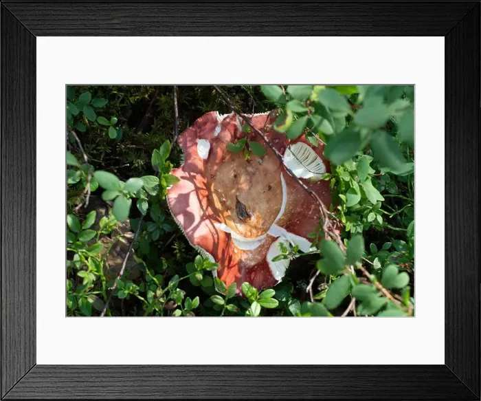 Framed Print : Arctic Circle Hiking Area, lapland, Finland
