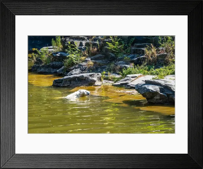 Framed Print : A polar bear is swimming in a lake with green water. The water is murky and the rocks surrounding the lake are large Framed Print : A polar bear is swimming in a lake with green water. The water is murky and the rocks surrounding the lake are large