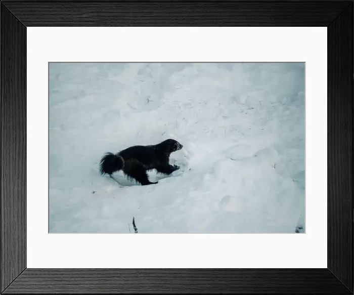 Framed Print : Wolverine in wildlife park in snow in Ranua, Lapland Framed Print : Wolverine in wildlife park in snow in Ranua, Lapland