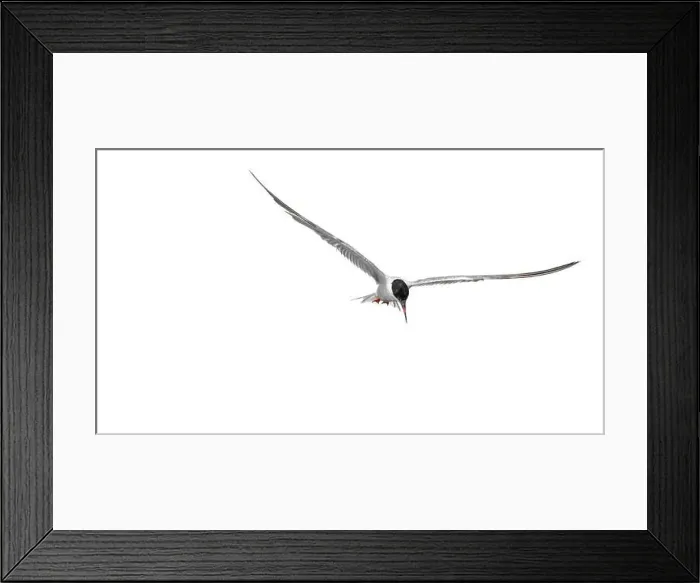 Framed Print : A minimalistic picture of a flying arctic tern (sterna paradisaea) Framed Print : A minimalistic picture of a flying arctic tern (sterna paradisaea)